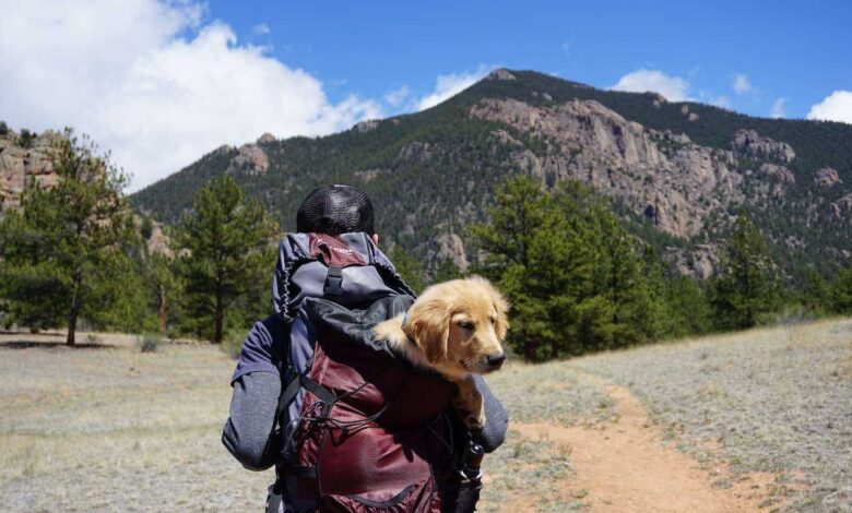 Outdoor Adventures with Pets: Hiking, Camping, and More