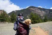 Outdoor Adventures with Pets: Hiking, Camping, and More