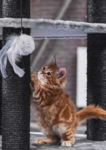 How to Stop Cats from Scratching Furniture: Complete Guide 2026