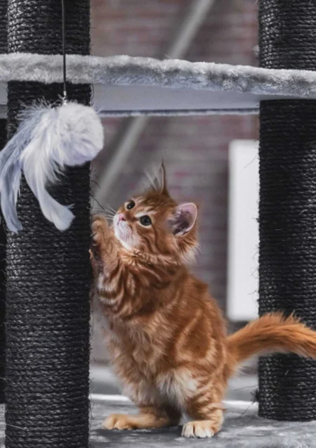 How to Stop Cats from Scratching Furniture: Complete Guide 2026 How to Stop Cats from Scratching Furniture: Complete Guide 2026