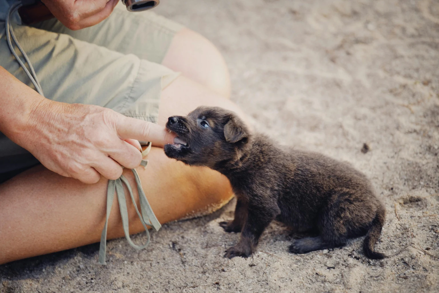 Puppy Bite Inhibition Training: The Complete Guide to Teaching Gentle Play and Stopping the Bite Puppy Bite Inhibition Training: The Complete Guide to Teaching Gentle Play and Stopping the Bite