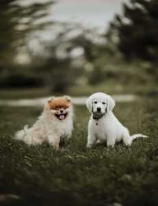 Sustainable Dog Care: The Complete Eco-Friendly Guide for Responsible Owners