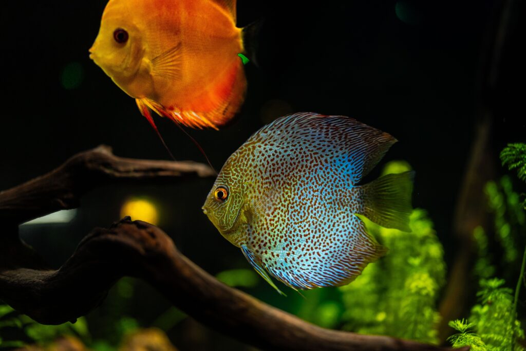 Easiest Fish to Keep Alive for Beginners (Top 11 Species)