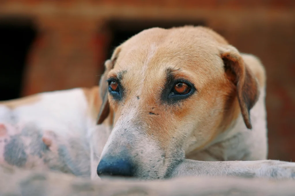 How to Desensitize a Fearful Dog: The Complete Guide to Counterconditioning, Desensitization, and Overcoming Fear and Phobias