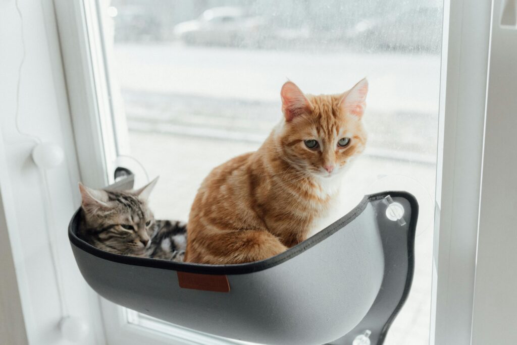 Interactive Brain Games for Cats: The Complete Guide to Fun, Learning, and Mental Enrichment