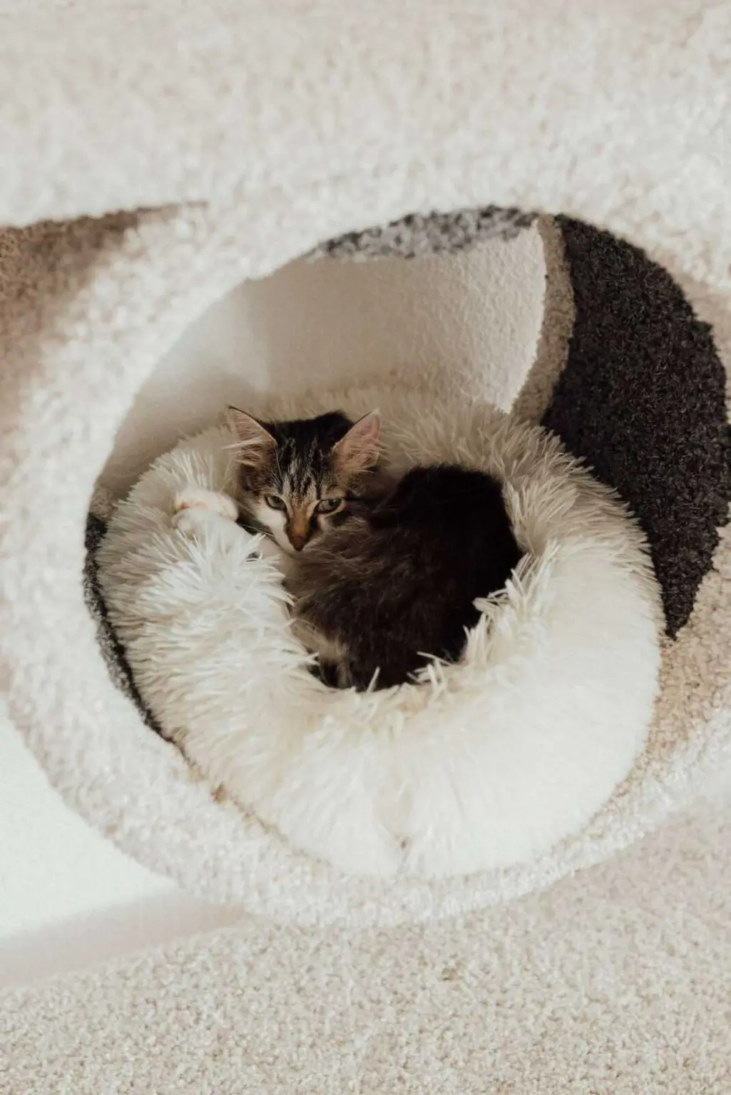 Cat Relaxation Techniques: Creating Zen Spaces for You and Your Cat Cat Relaxation Techniques: Creating Zen Spaces for You and Your Cat
