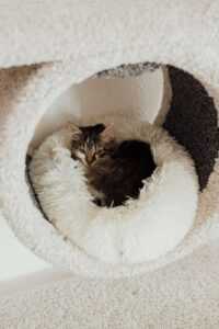 Cat Relaxation Techniques: Creating Zen Spaces for You and Your Cat