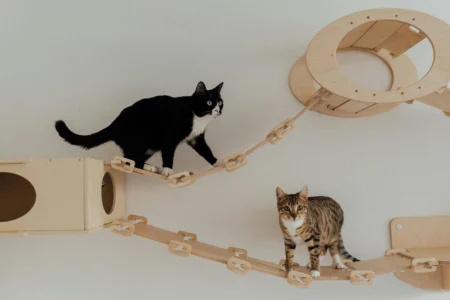 Interactive Brain Games for Cats: The Complete Guide to Fun, Learning, and Mental Enrichment Interactive Brain Games for Cats: The Complete Guide to Fun, Learning, and Mental Enrichment