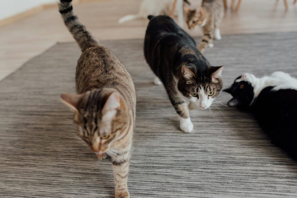 Cat Territorial Marking Solutions: The Complete Guide to Managing Marking, Spraying, and Territorial Aggression