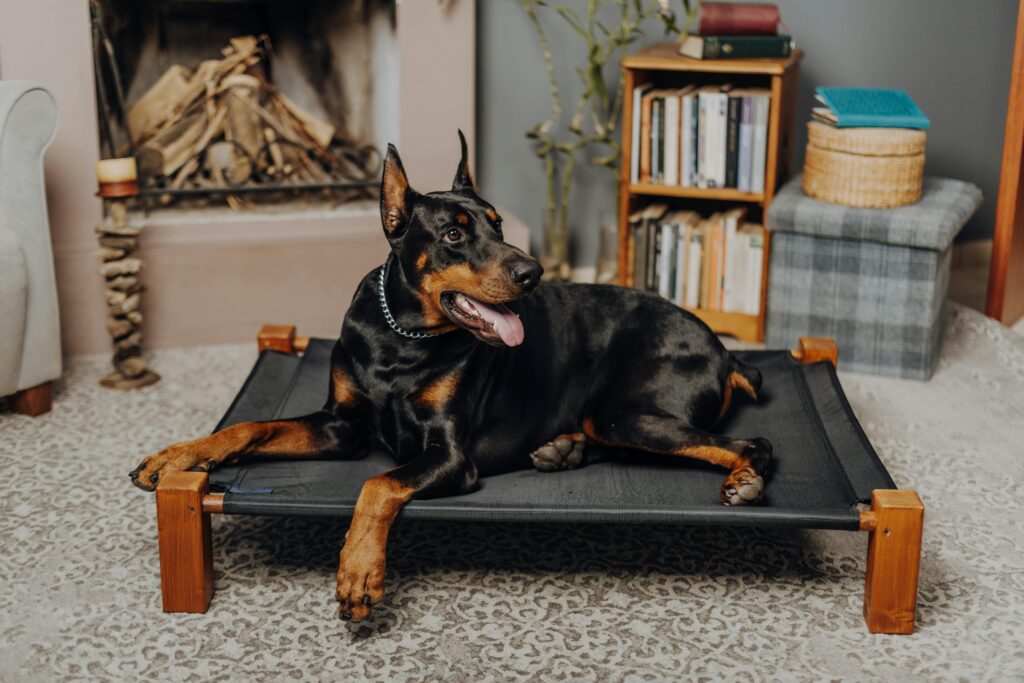 Dog Friendly Home Decor: The Complete Guide to a Stylish and Safe Dog Home