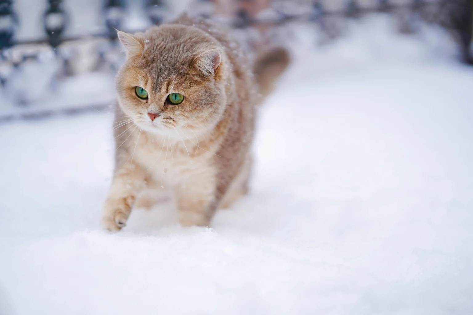 Maintaining a Healthy Cat Coat: Cat Diet and Nutrition Tips Maintaining a Healthy Cat Coat: Cat Diet and Nutrition Tips