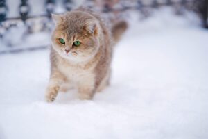 Maintaining a Healthy Cat Coat: Cat Diet and Nutrition Tips