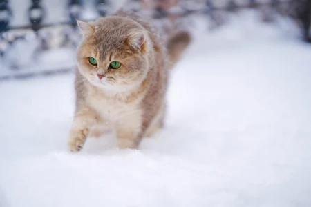 Maintaining a Healthy Cat Coat: Cat Diet and Nutrition Tips Maintaining a Healthy Cat Coat: Cat Diet and Nutrition Tips