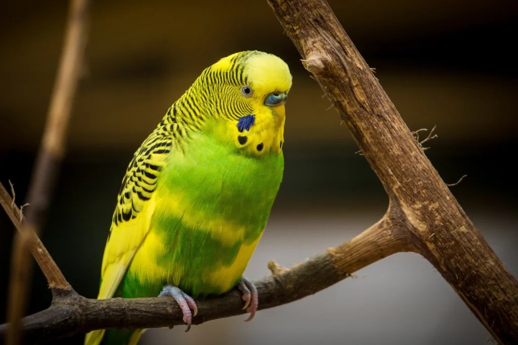 How to Transition a Bird from Seeds to Pellets: Easy Steps