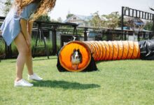 Pet Training Games: Fun Ways to Enhance Learning