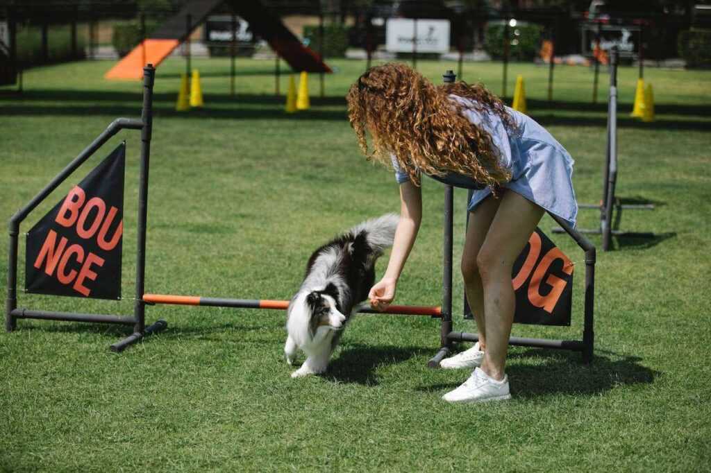 Advanced Dog Training: Beyond Basic Commands