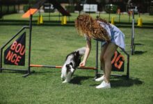 Dog Training