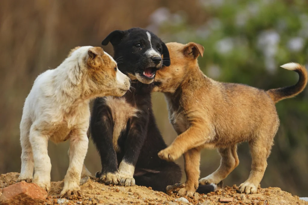 Puppy Socialization: Building Confidence and Friendships