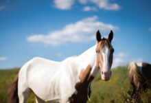 Horse Painting: Unleashing Your Creative Equine Expression