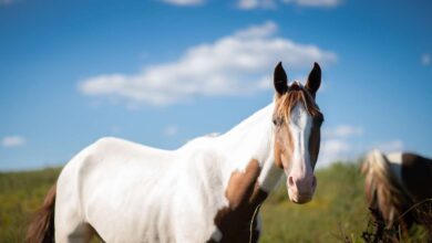 Horse Painting: Unleashing Your Creative Equine Expression