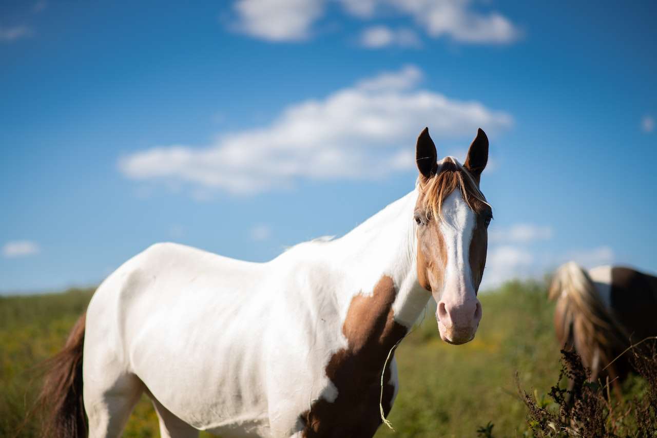 Horse Painting: Unleashing Your Creative Equine Expression