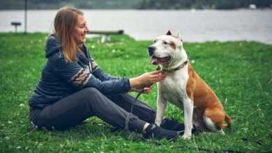 The Power of Positive Reinforcement: Training Your Pet with Rewards