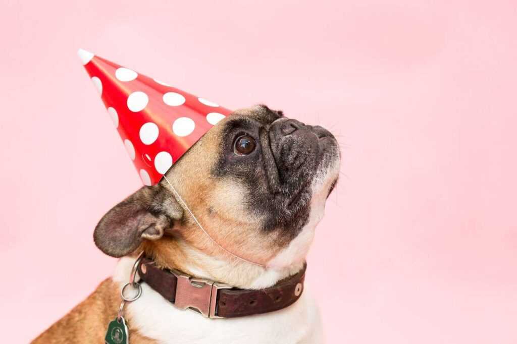 Dog Birthday Party Ideas: How to Throw an Epic Dog Birthday Bash