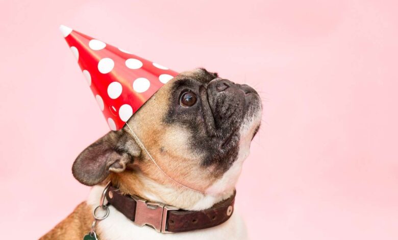 Pet-Friendly Events: Festivals, Walks, and Pet Expos