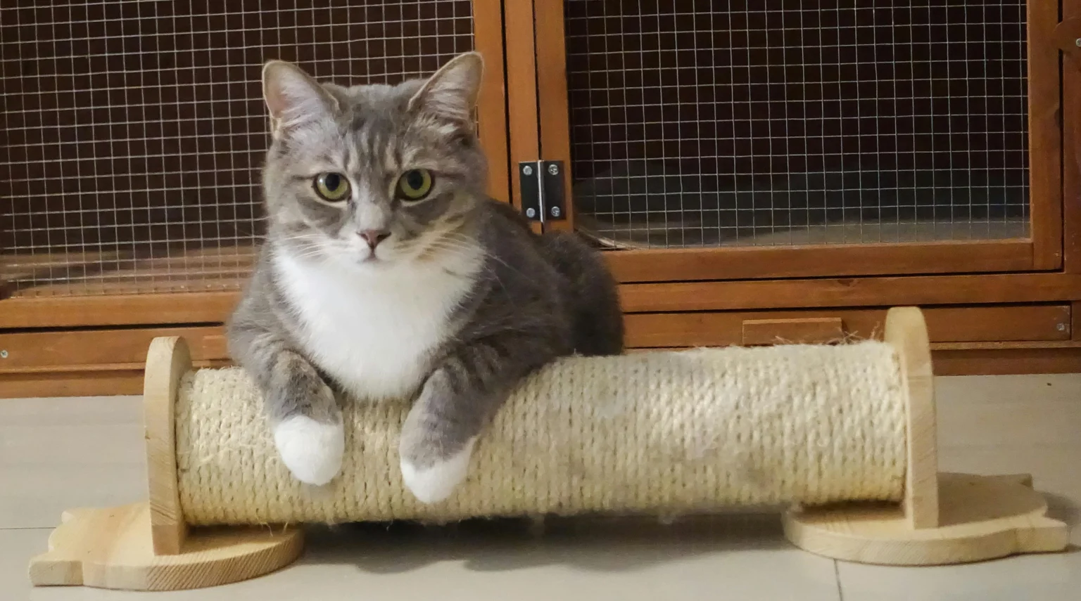 Cat Crate Training: The Complete Step-by-Step Guide Cat Crate Training: The Complete Step-by-Step Guide