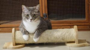 Cat Crate Training: The Complete Step-by-Step Guide
