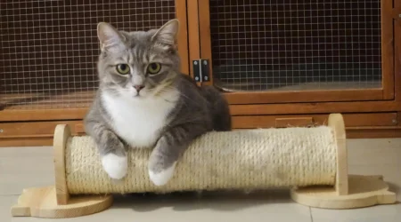 Cat Crate Training: The Complete Step-by-Step Guide Cat Crate Training: The Complete Step-by-Step Guide