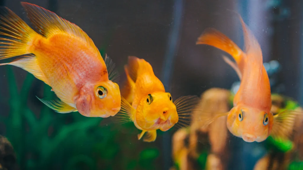 How to Breed Pet Fish at Home: A Comprehensive Guide
