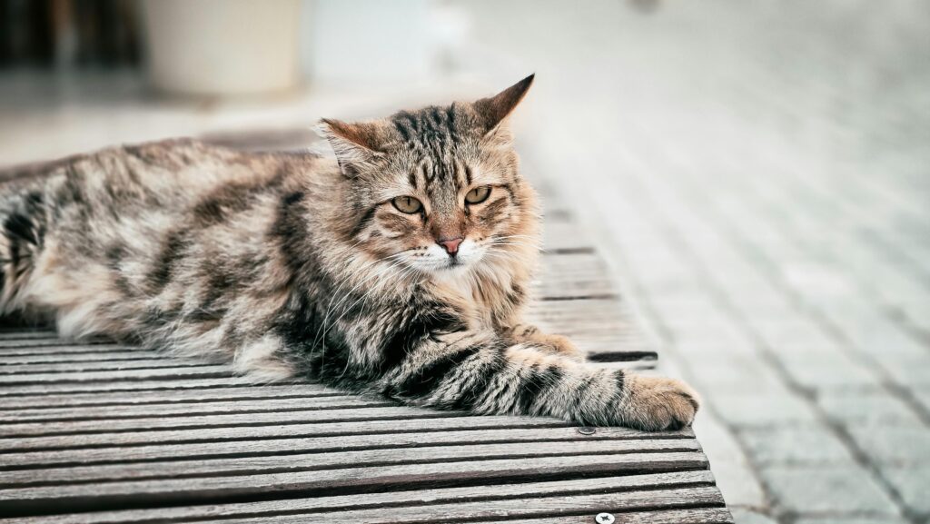 Cat Yoga Benefits: Finding Balance With Your Four-Legged Friend