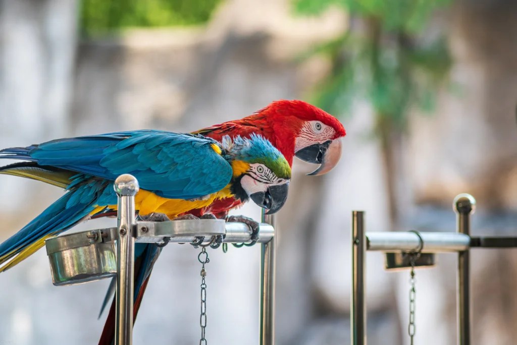 How to Tell If a Pet Bird Is Sick: Emergency Symptoms and Warning Signs