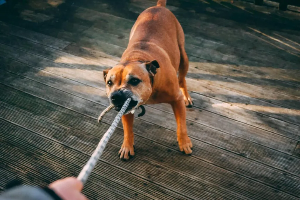 Dog Aggression Behavior Modification: The Complete Safe and Science-Based Guide