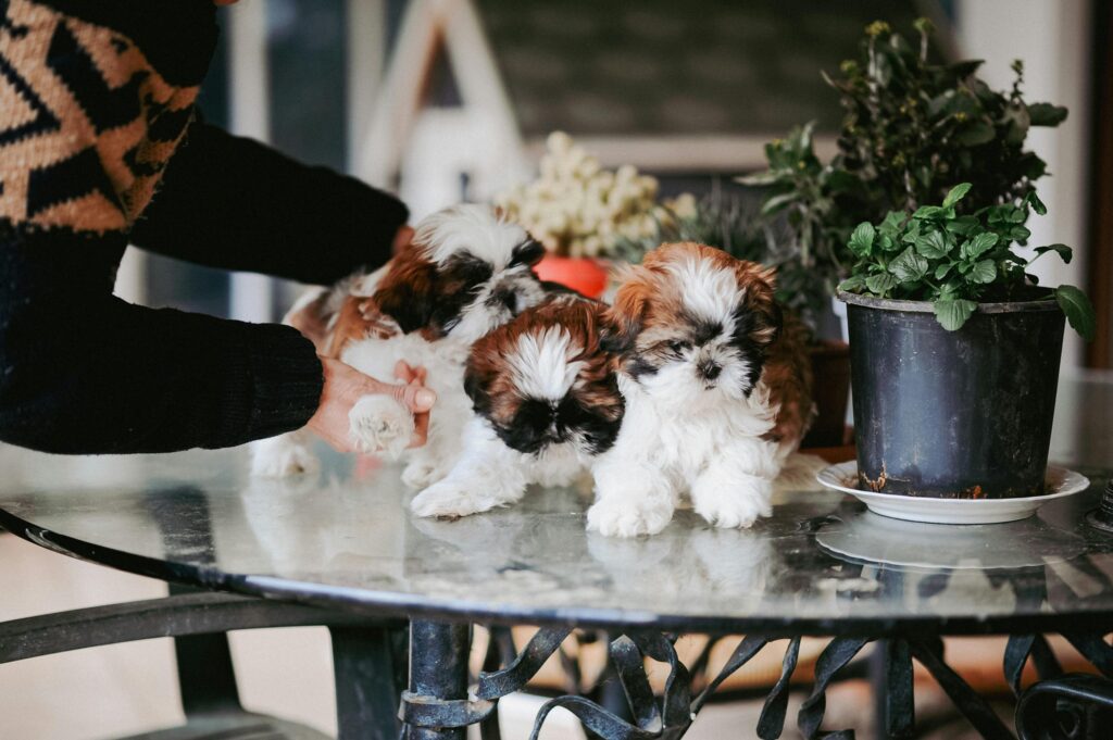 Dog Friendly Home Decor: The Complete Guide to a Stylish and Safe Dog Home