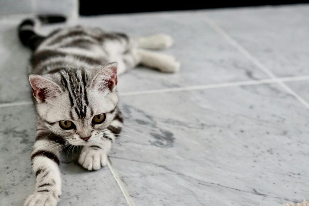 Clicker Training for Cats: Turning Feline "No" into Cognitive "Go"