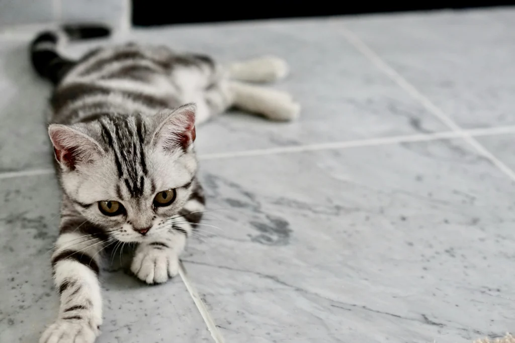How to Start Clicker Training a Cat and Stop Bad Behaviors