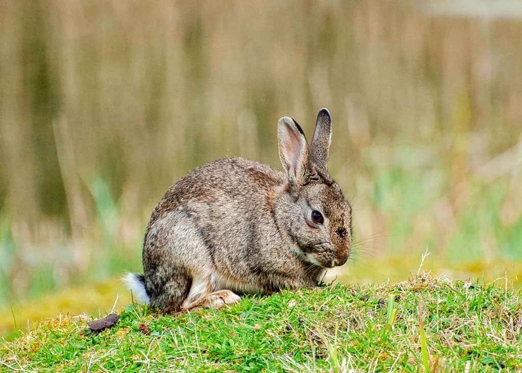 Best Rabbit Breeds for Indoor Pets: Find Your Perfect Match