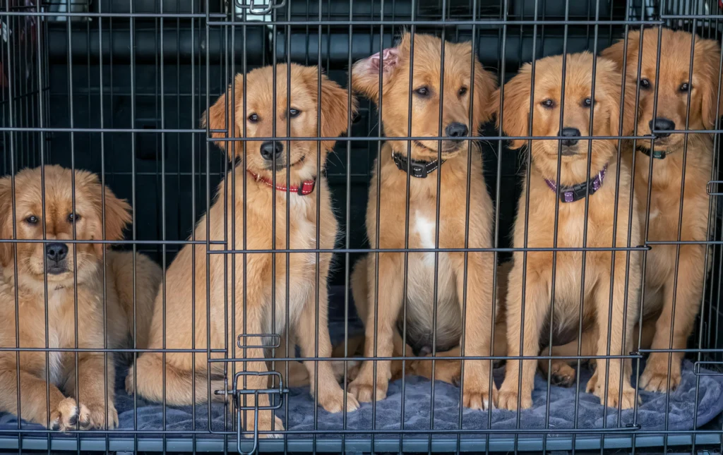 Dog Crate Training: Creating a Secure Haven for Your Dog