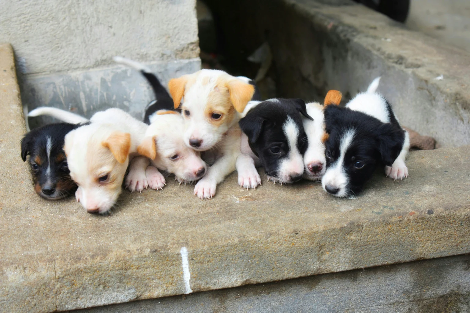 Puppy Socialization: Building Confidence and Friendships Puppy Socialization: Building Confidence and Friendships