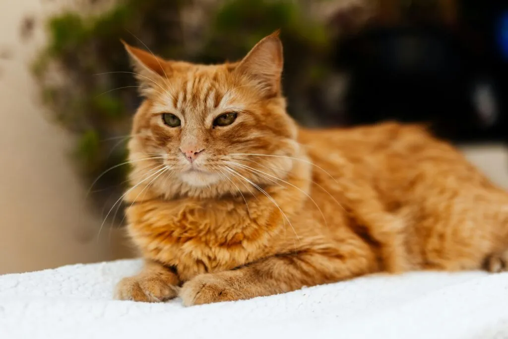 Older Cat Mental Stimulation: The Complete Guide to Keeping Aging Cats Sharp, Active, and Thriving