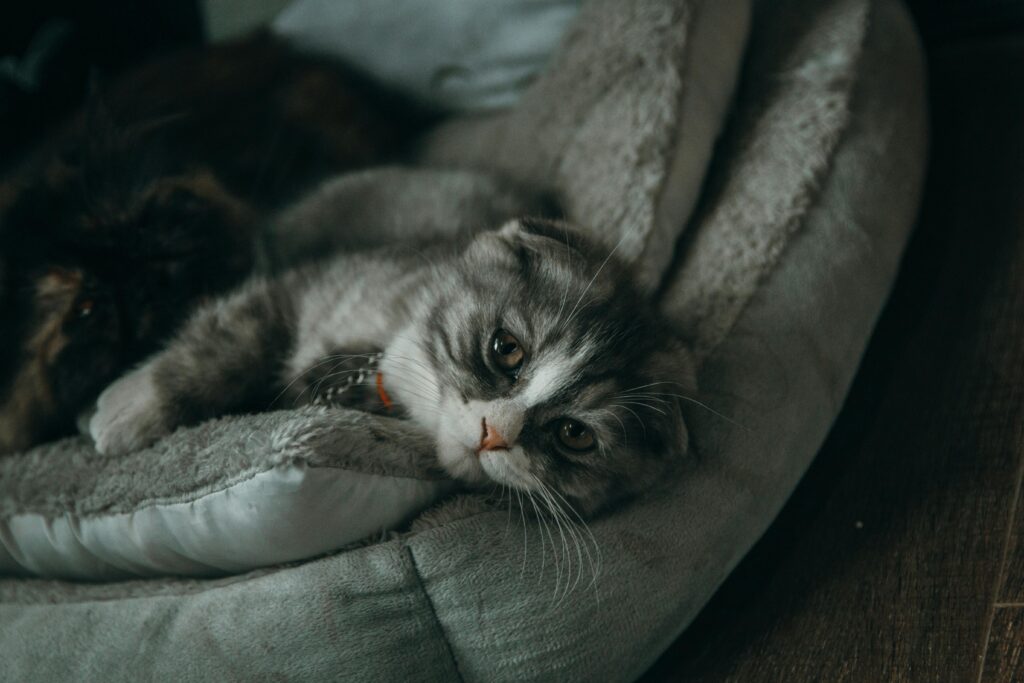 Cat Relaxation Techniques: Creating Zen Spaces for You and Your Cat