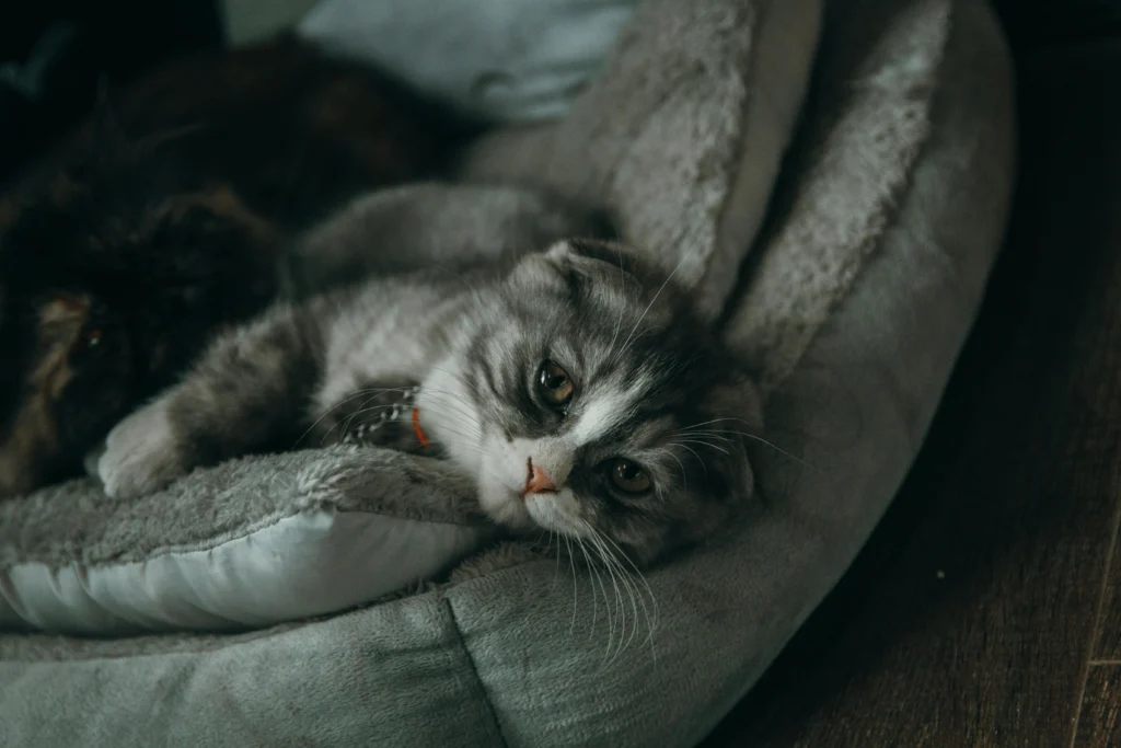 Cat Relaxation Techniques: Creating Zen Spaces for You and Your Cat