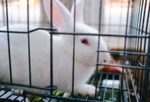 Build a DIY Rabbit Cage: Creating a Safe and Comfortable Habitat