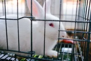 How to Build an Indoor Rabbit Cage Cheap: Easy DIY Setup and Safety Checklist
