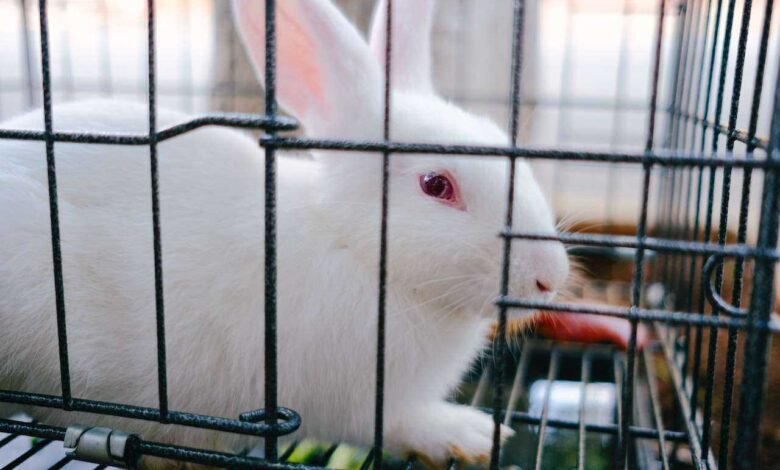 Build a DIY Rabbit Cage: Creating a Safe and Comfortable Habitat