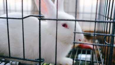 Build a DIY Rabbit Cage: Creating a Safe and Comfortable Habitat