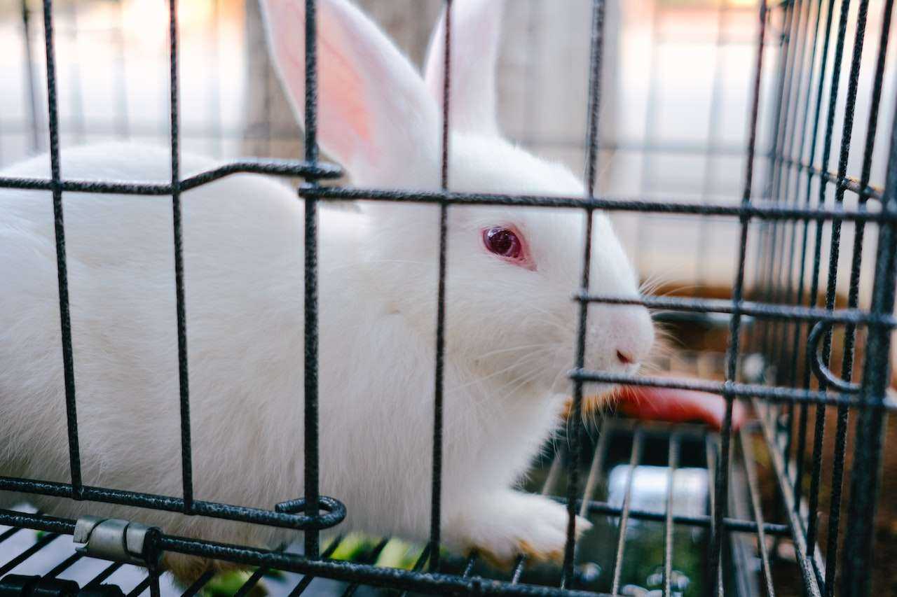 Build a DIY Rabbit Cage: Creating a Safe and Comfortable Habitat