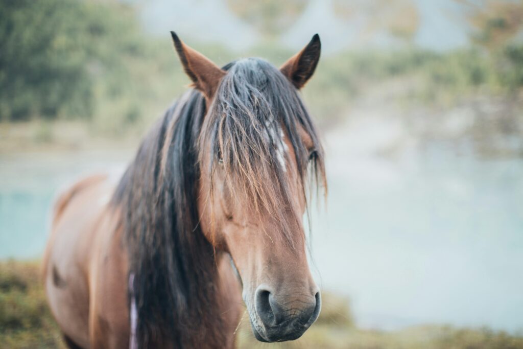 Horse Separation Anxiety Solutions: The Complete Guide to Training, Management, and Calm